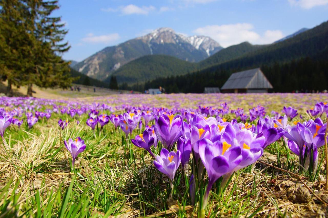 Hotel Helios 300M Od Krupowek Nowy Basen Od 12 Lipca Zakopane Luaran gambar